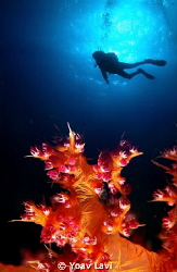 Soft Coral and Diver.
Double exposure by Yoav Lavi 